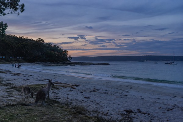 Sydney: Jervis Bay Day Trip with Dolphins, Roos & Beach Time
