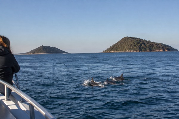 Sydney: Port Stephens Day Trip with Dolphin Cruise or Hike