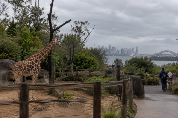 Sydney Taronga Zoo General Entry Ticket