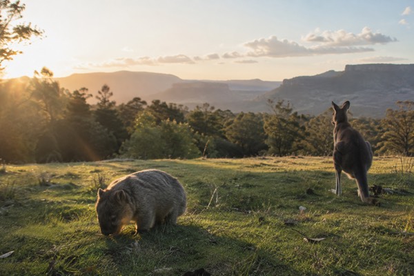 Wombat and Kangaroo Tour, All Inclusive, Kangaroo Valley