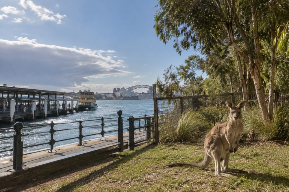 A kangaroo standing in a grassy enclosure with eucalyptus trees at a Sydney wildlife park