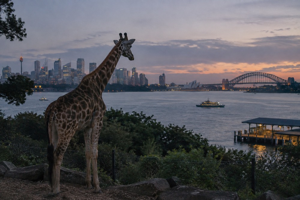 Giraffe standing on a hillside enclosure with Sydney Harbour and the city skyline behind it