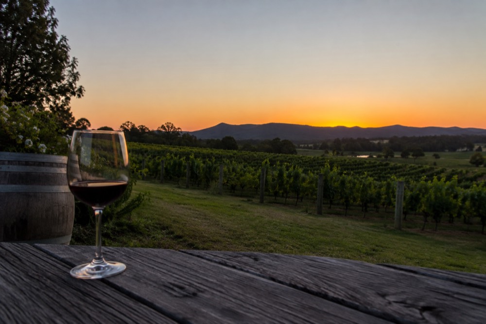 Vineyard rows in the Hunter Valley under a clear sky