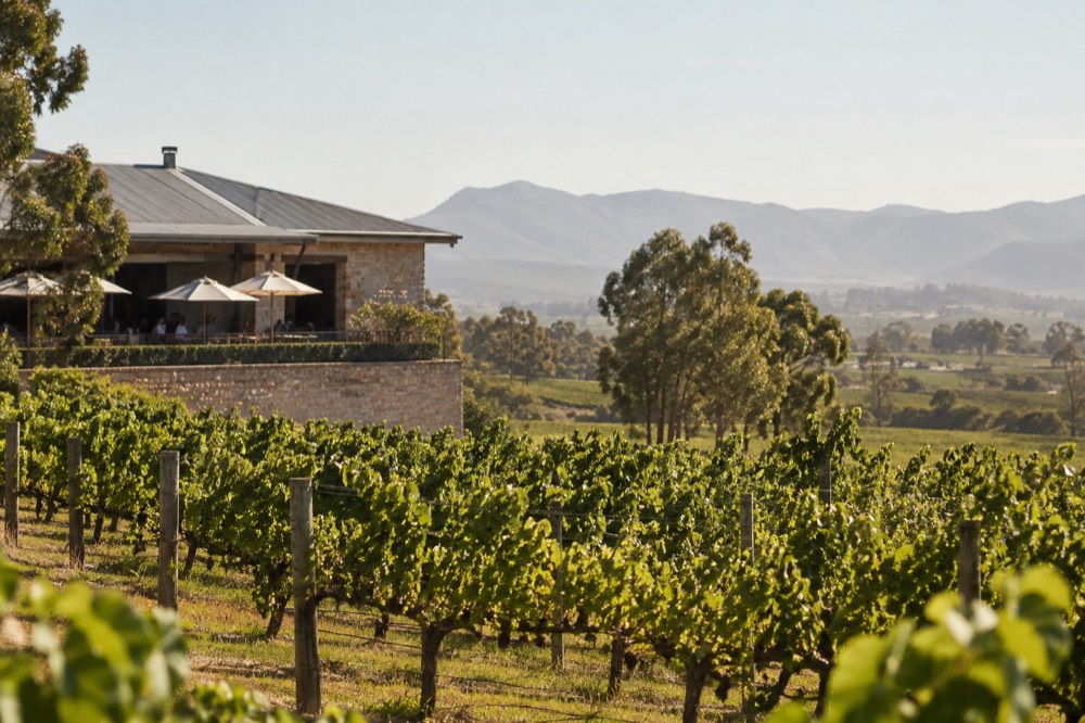 Rows of grapevines in a sunny vineyard with a sandstone cellar door building among the vines