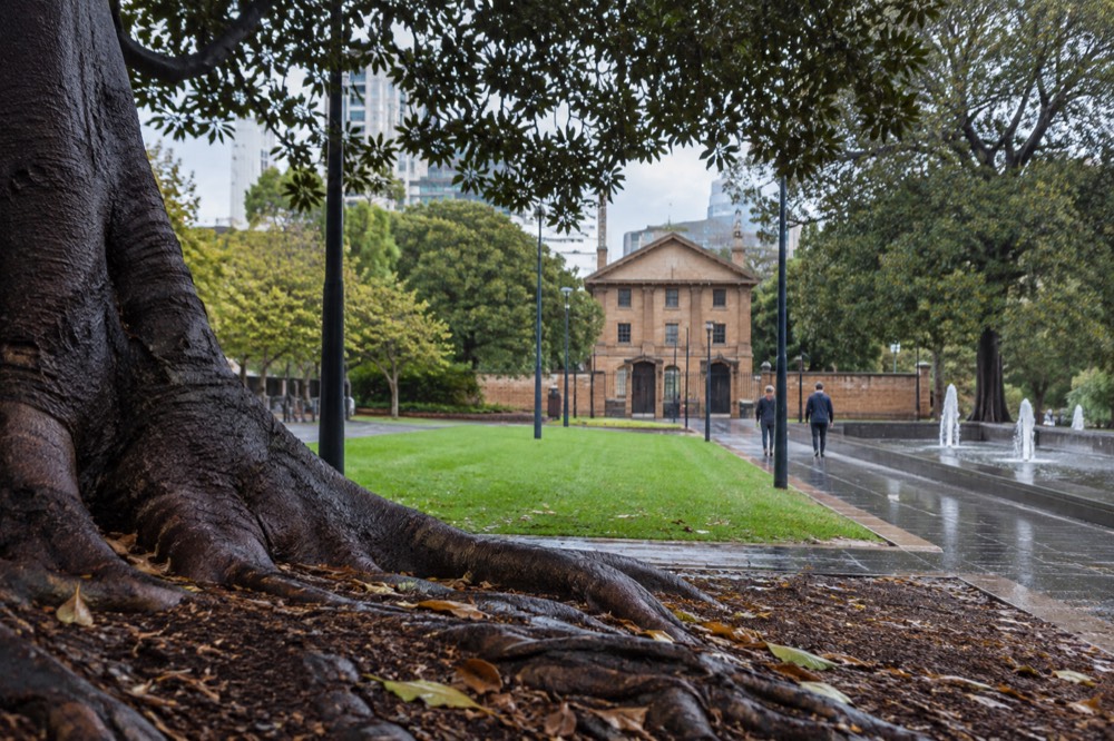 A wide city park with fig trees and a fountain leading toward a sandstone building