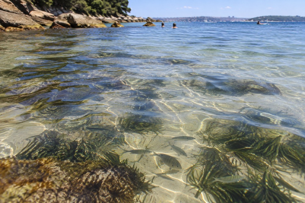 Clear shallow water over seagrass at Shelly Beach with fish visible