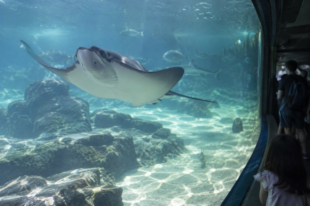 Large ray gliding over a sandy tank floor viewed through thick curved glass