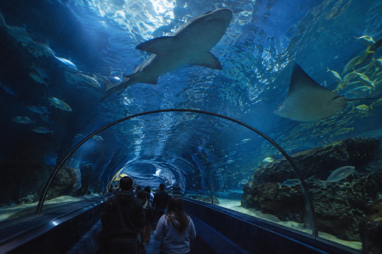 Glass underwater tunnel with sharks and rays swimming overhead in a dimly lit aquarium
