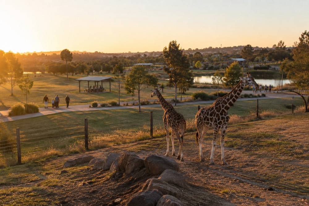 Open parkland with shared cycling path, picnic shelters and scattered gum trees