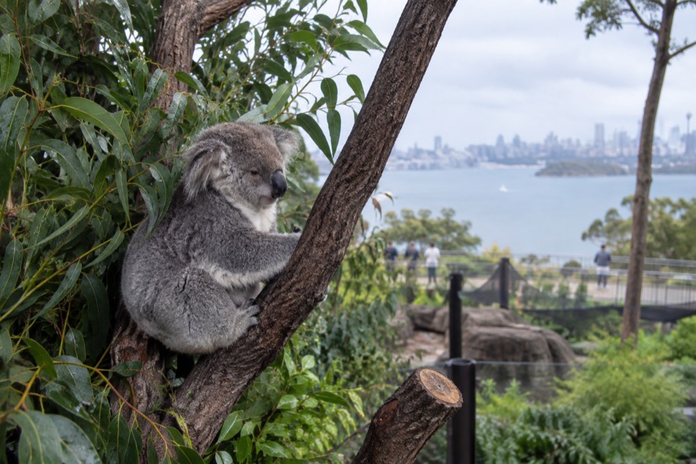 A koala resting on a eucalyptus branch in a leafy enclosure
