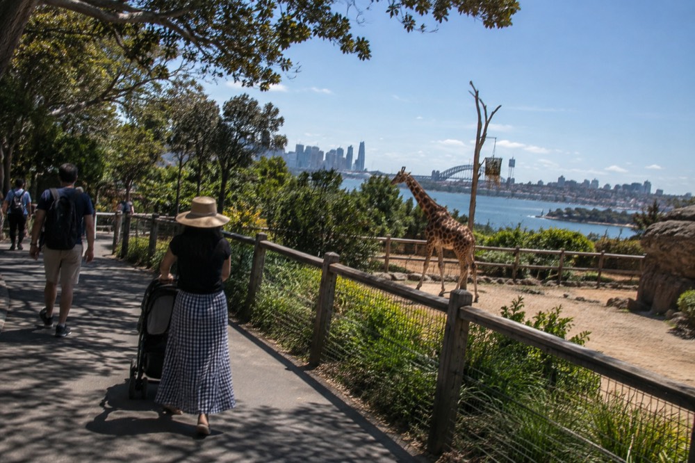 A wide paved zoo pathway with shade trees and a low animal viewing fence