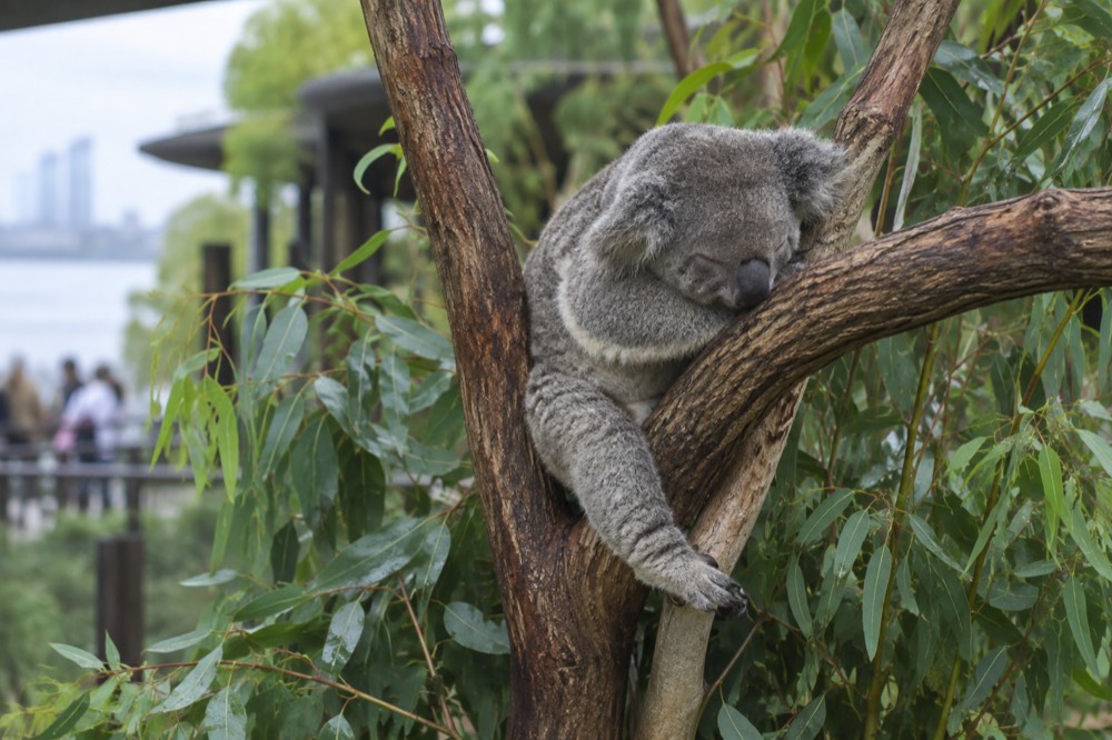 A koala sleeping on a eucalyptus branch in a leafy enclosure