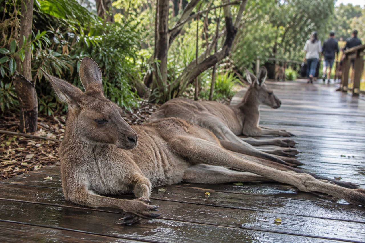 Kangaroos resting on a wooden walkway inside a wildlife park with leafy bushland behind them