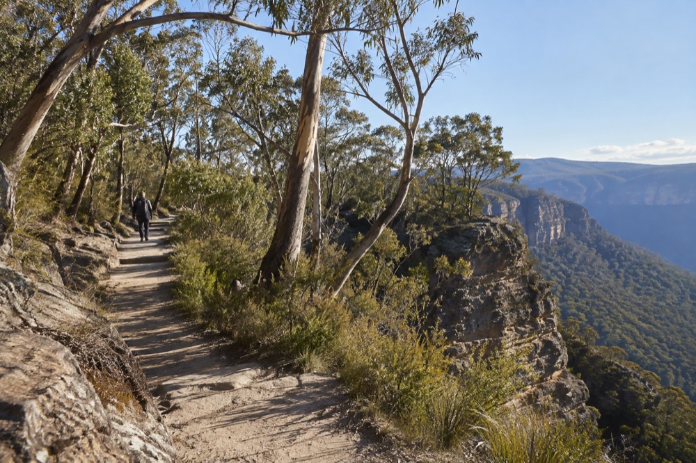 A signposted walking track entering eucalypt forest near a sandstone cliff edge