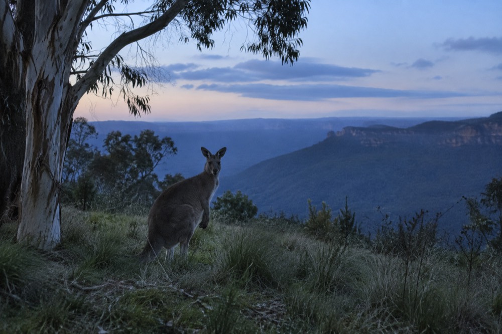 A kangaroo standing in grassland beside a eucalypt tree at dusk