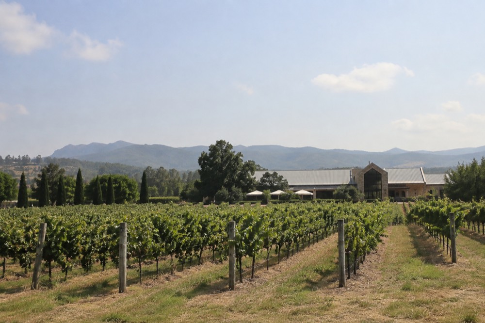 Rows of grapevines stretching toward a sandstone cellar door building