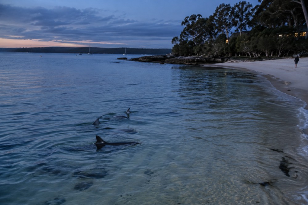 Bottlenose dolphins swimming in clear shallow water near a sandy shoreline