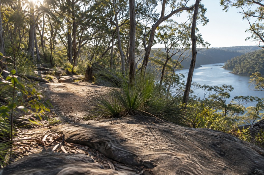 Woodland track with sunlight through eucalypt trees