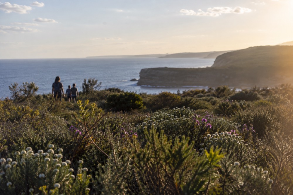 Wildflowers blooming across coastal heathland in spring