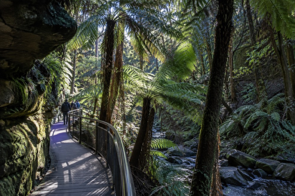 Boardwalk winding beneath tall rainforest tree ferns on a valley floor