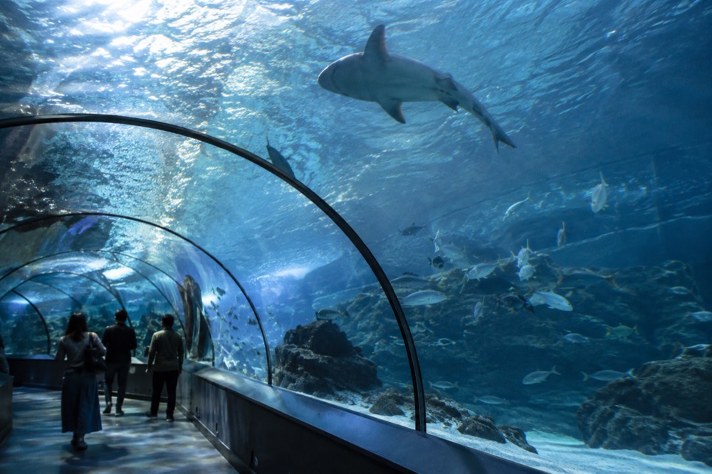 Glass aquarium tunnel with fish swimming overhead and blue lighting
