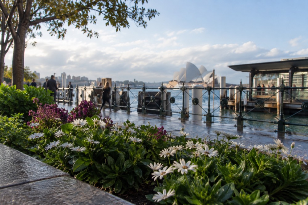 Flowering garden beds with harbour water beyond and morning light