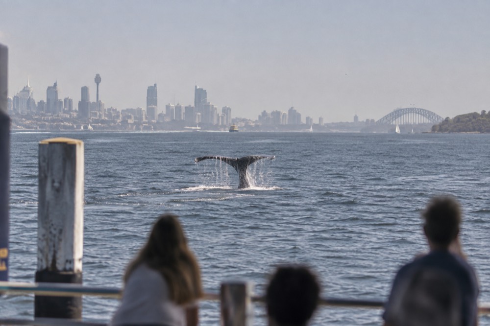 A whale tail fluke above ocean water with a city skyline faint on the horizon
