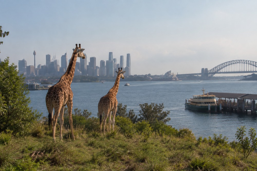 Giraffes standing on a hillside with the Sydney skyline behind them