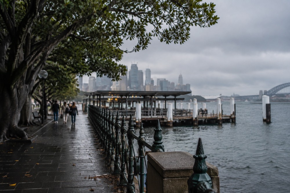 Shaded harbourfront path lined with fig trees leading toward the city skyline