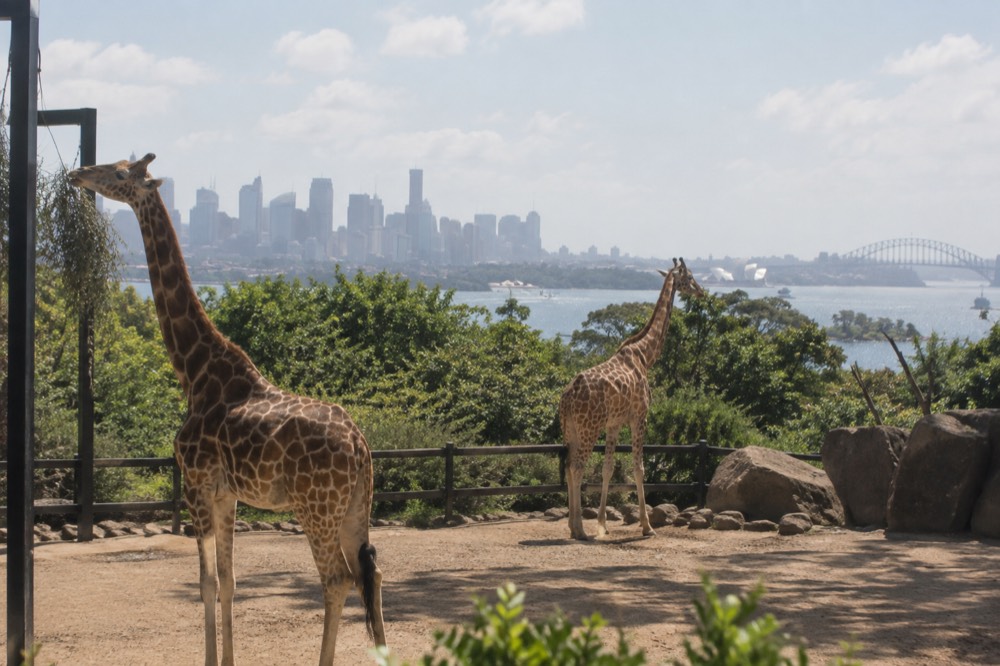 Giraffe enclosure at Taronga Zoo with Sydney Harbour and city skyline behind